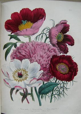Image for The Ladies' Flower Garden of Ornamental Perennials