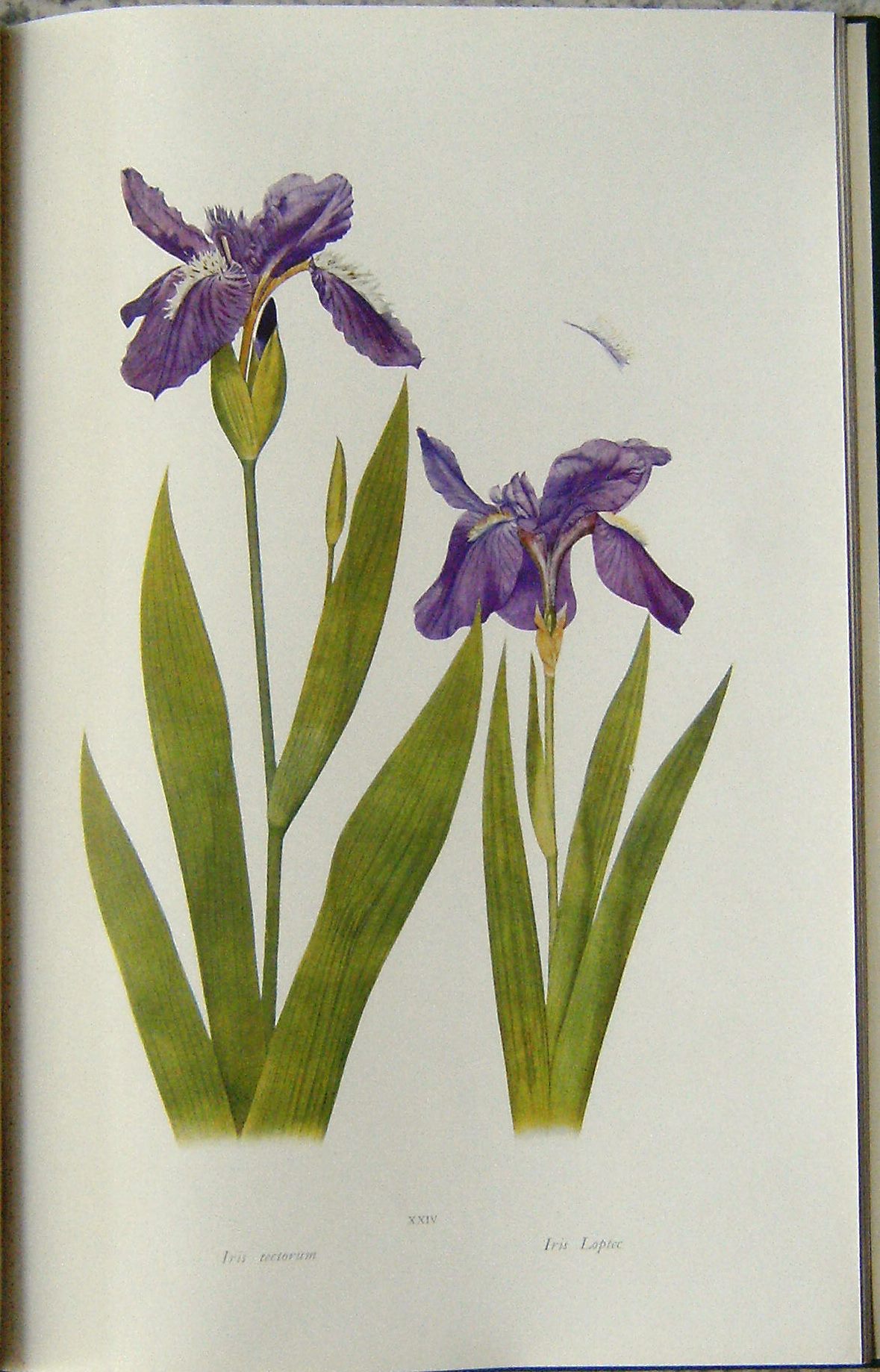 Image for The Genus Iris - Atlas of Coloured Plates