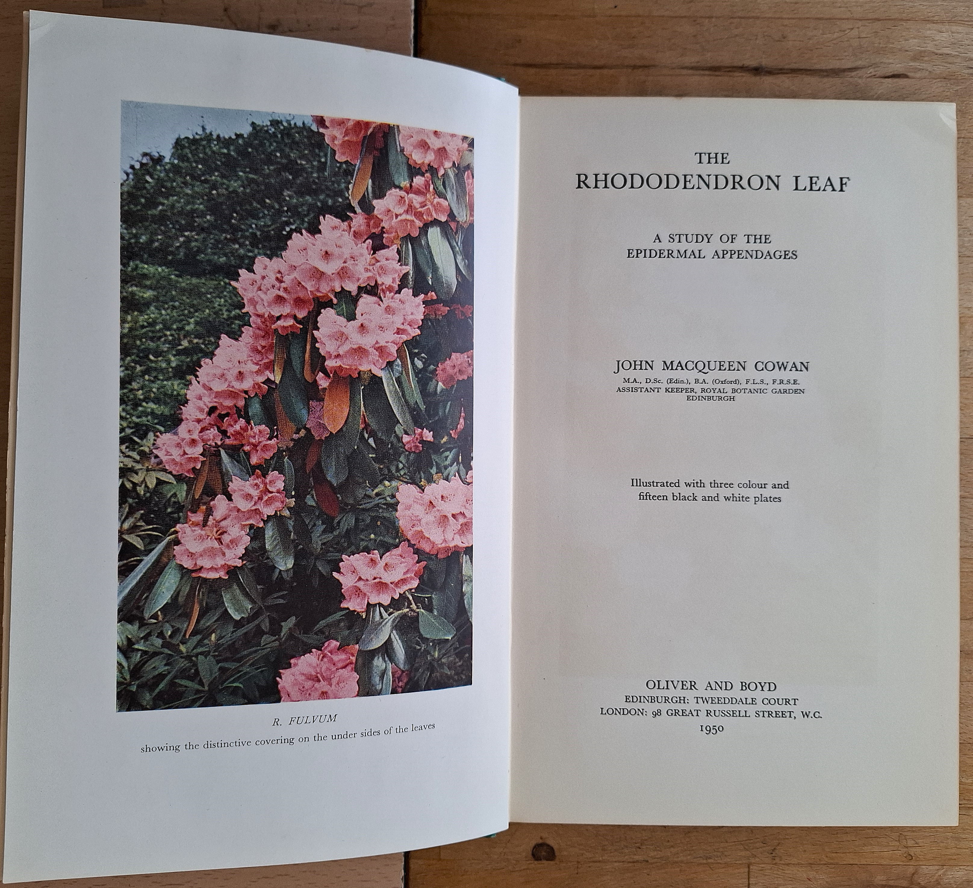 The Rhododendron Leaf - a Study of the Epidermal Appendages