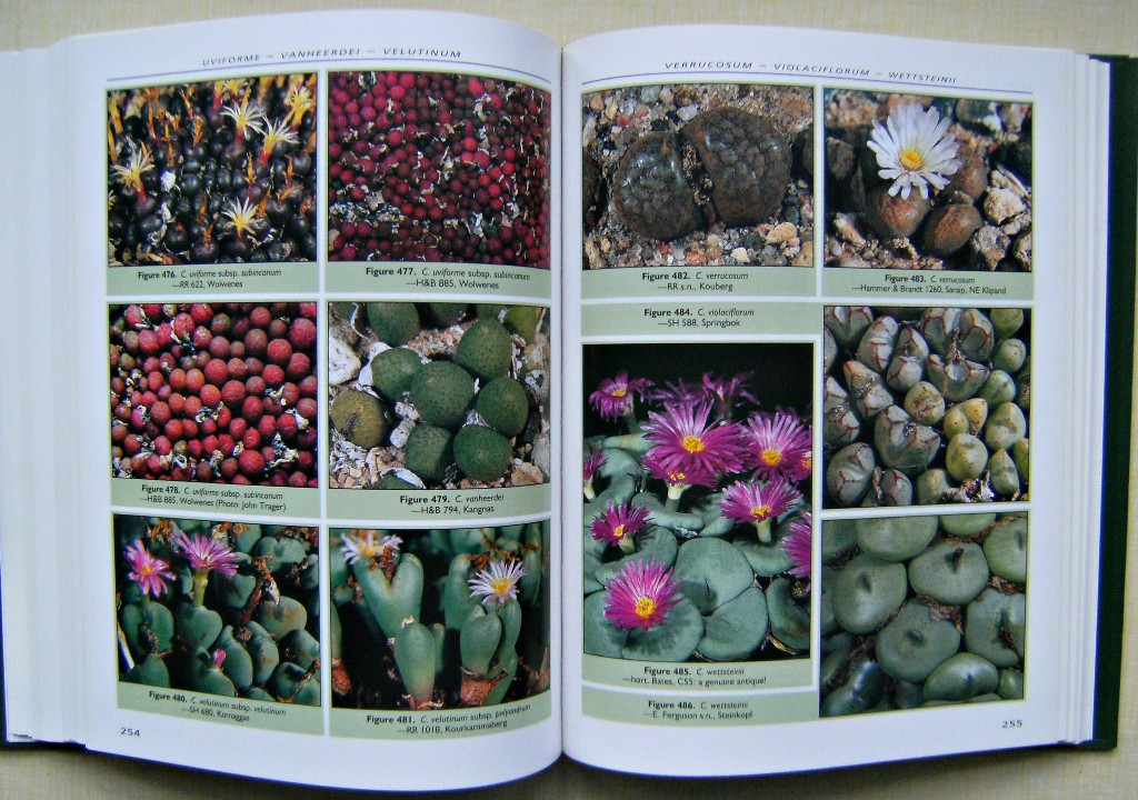 New Views of the Genus Conophytum コノフィツム Dumpling and His Wife - New Views of the Genus Conophytum