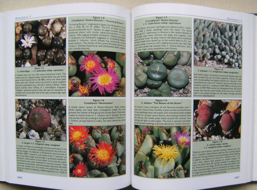 New Views of the Genus Conophytum コノフィツム Dumpling and His Wife: New Views of the Genus Conophytum by