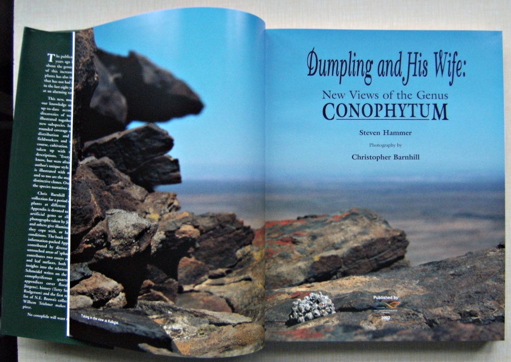 New Views of the Genus Conophytum コノフィツム Dumpling and His Wife - New Views of the Genus Conophytum