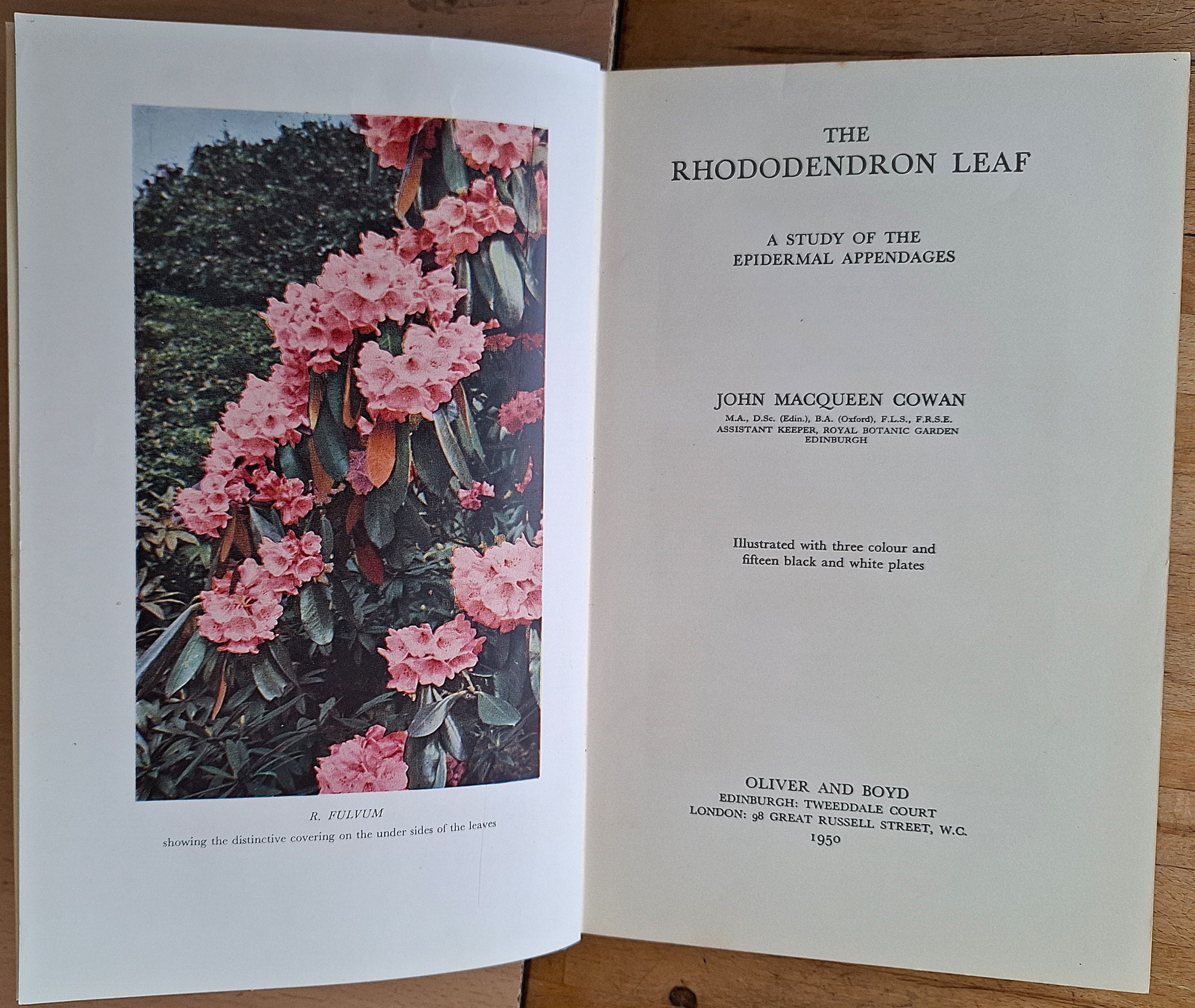 The Rhododendron Leaf - a Study of the Epidermal Appendages
