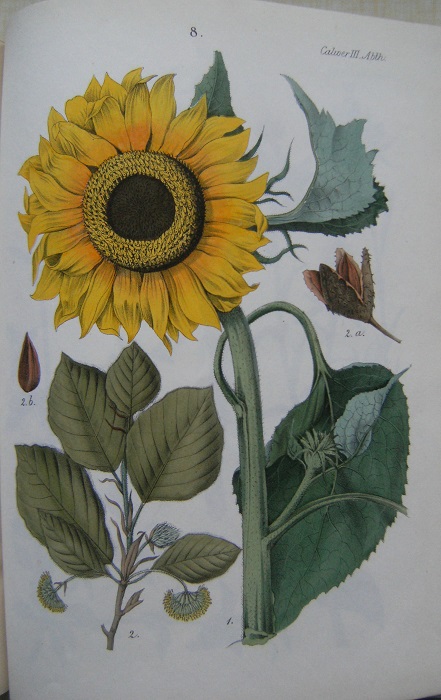 Image for Deutschlands technische pflanzen mit genauer beschreibung ihres arten-charakters ihres vorkommens ihrer blüthezeit und dauer ihres anbaus ihrer eigenschaften ihrer anwendung und vollständiger aufführung ihrer synonymen
