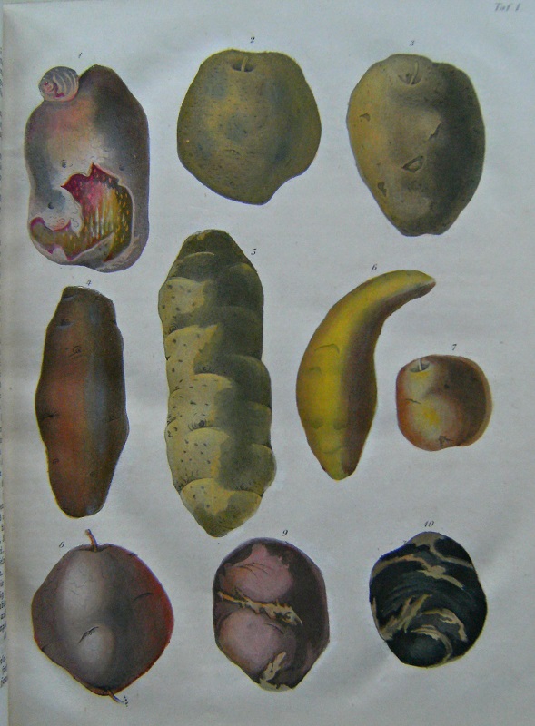 Image for Deutschland Feld- und Gartengewächse" mit genauer Beschreibung ihres Arten-Charakters, ihres Vorkommens, ihrer Blüthezeit und Dauer, ihres Anbaues, ihrer Anwendung, und vollständiger Aufführung ihrer Synonymen