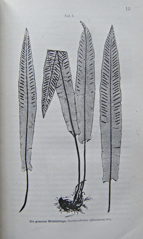 Image for Photographisches Album der Flora Oesterreichs, zugleich ein Handbuch zum Selbstunterricht in der Pflanzenkunde
