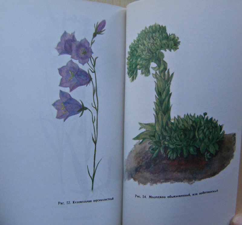 Image for Protected Animals and Plants of the Ryazansk Region