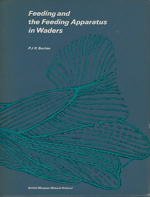 Image for Feeding And The Feeding Apparatus In Waders: A Study Of Anatomy And Adaptations In The Charadrii