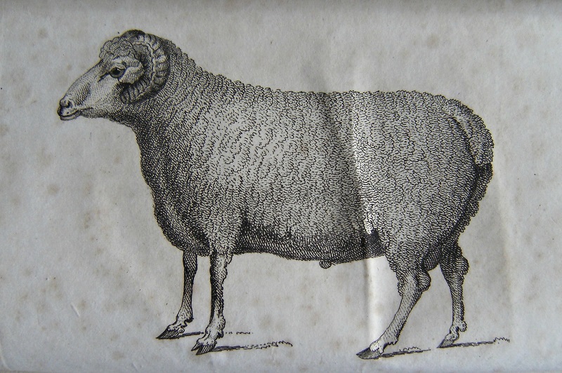 Image for Facts and Observations Relative to Sheep, Wool, Ploughs, and Oxen: in which the importance of improving the short-wooled breeds of sheep, by a mixture of the merino blood, is demonstrated from actual practice:
