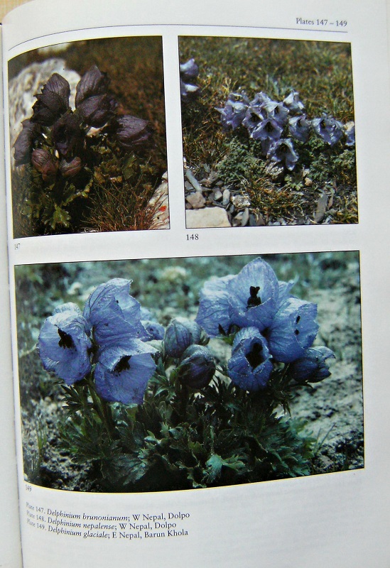 Image for Alpine Garden Society Encyclopaedia of Alpines