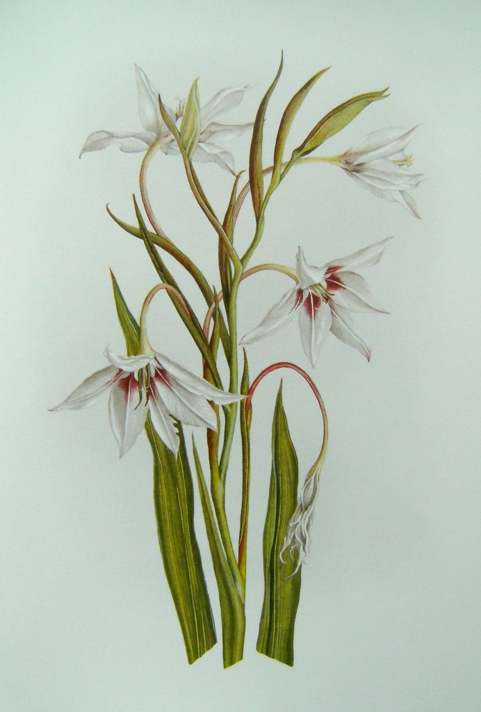 Image for A Book of White Flowers - Twenty four paintings