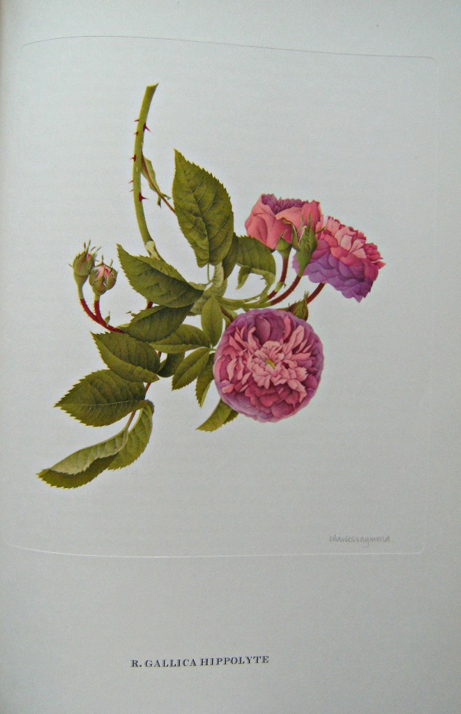 Image for Old Garden Roses (with inscription from Ruari Maclean)