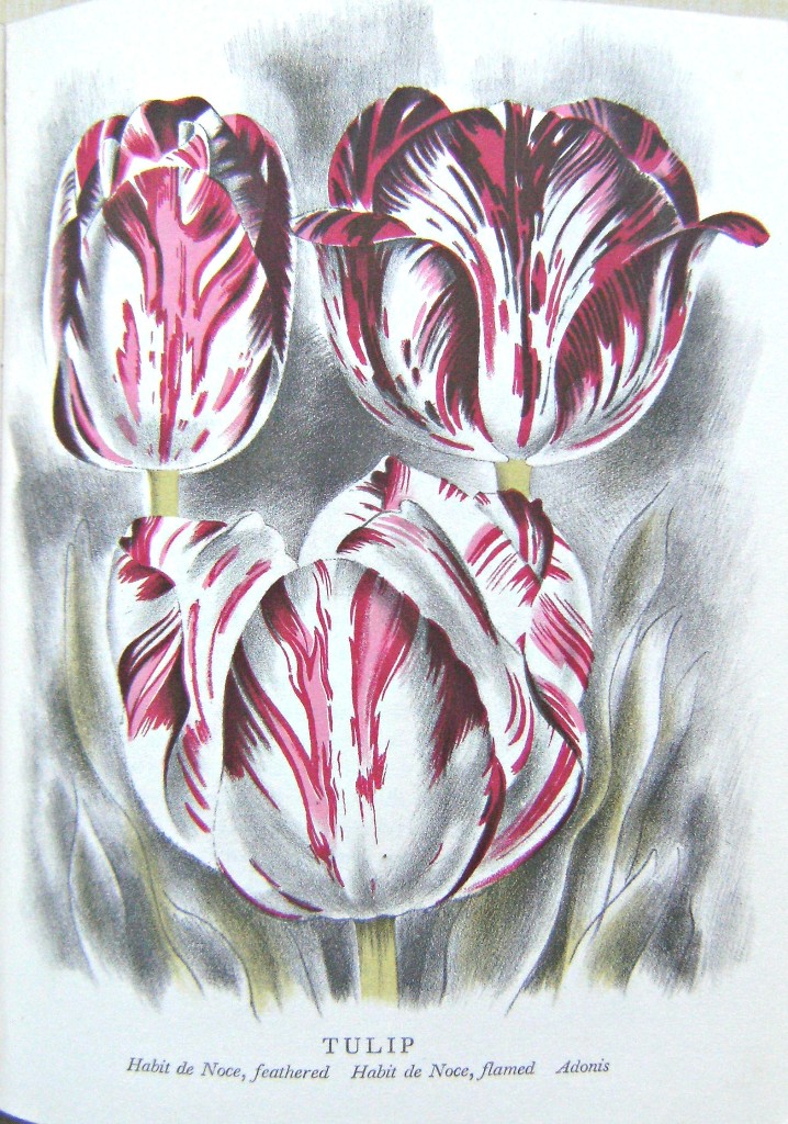 Image for Old Fashioned Flowers