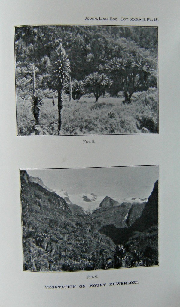 Image for An Account of the Plants Collected on Mt Ruwenzori by Dr A.G.F. Wollaston