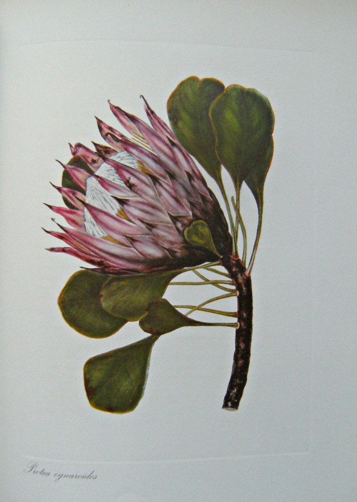 Image for More Cape Flowers By a Lady -  The Paintings of Arabella Roupell