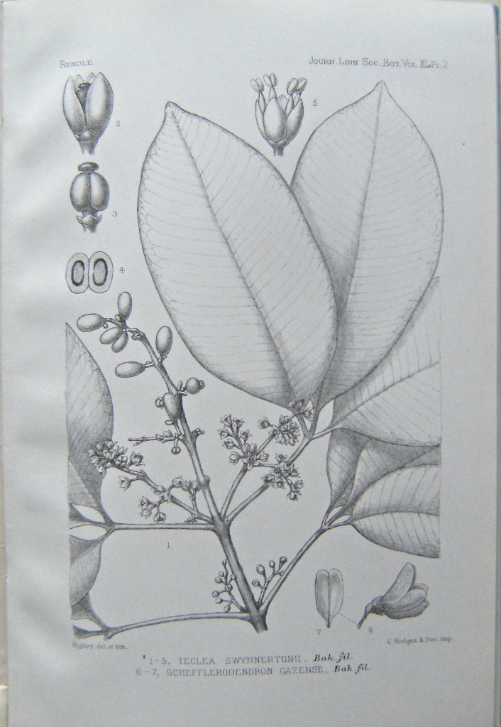 Image for A Contribution to Our Knowledge of the Flora of Gazaland