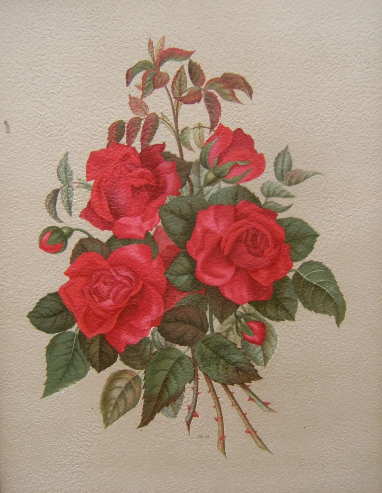 Image for Le Livre d'Or des Roses : Iconographie, Histore et Culture de La Rose