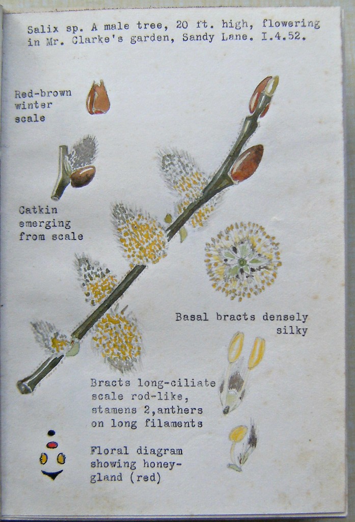 Our CatkinBearing Plants an introduction. [With an original