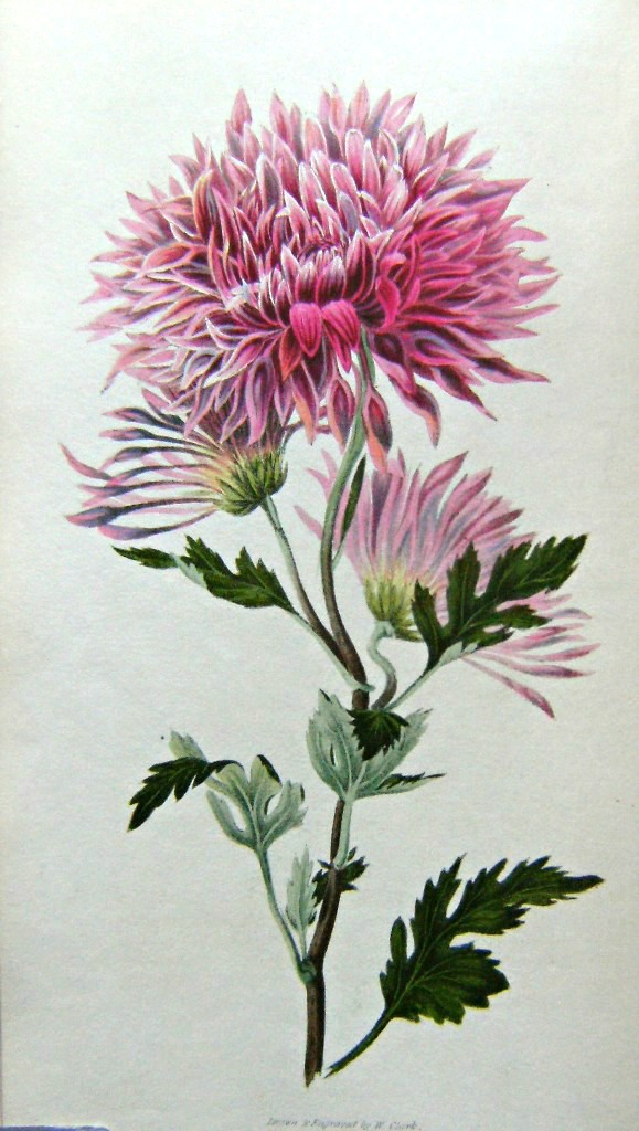 Image for Flora Conspicua: A Selection of the Most Ornamental Flowering, Hardy, Exotic and Indigenous Trees, Shrubs, and Herbaceous Plants, for Embellishing Flower-Gardens and Pleasure-Grounds