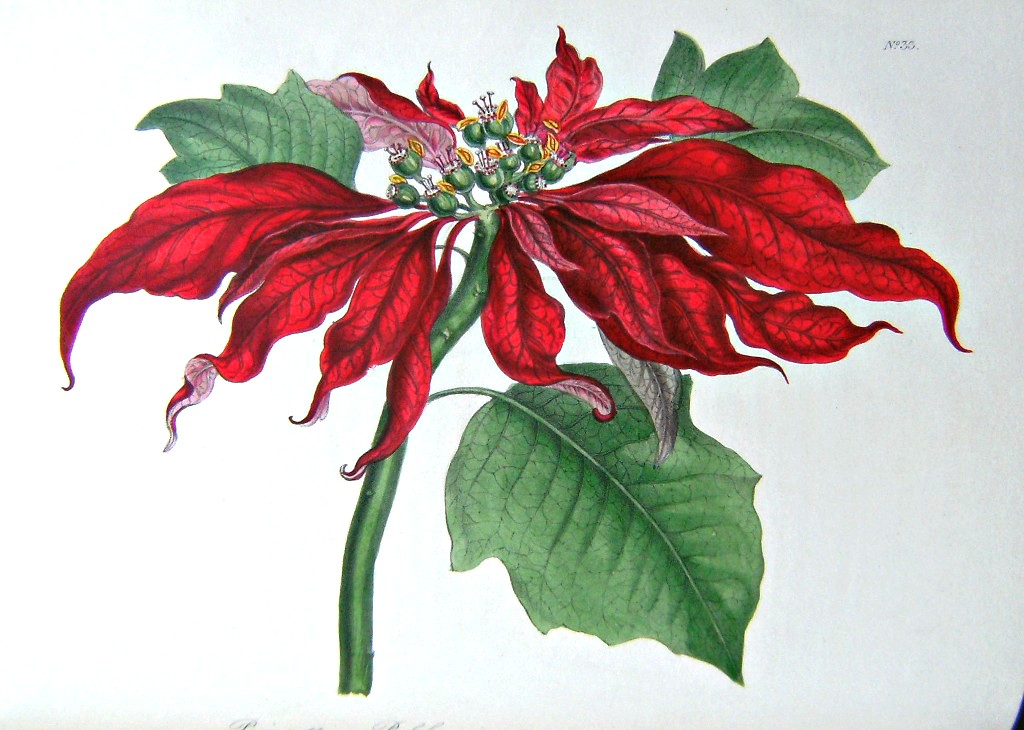 Image for The Floral Cabinet, and Magazine of Exotic Botany - 3 Volumes