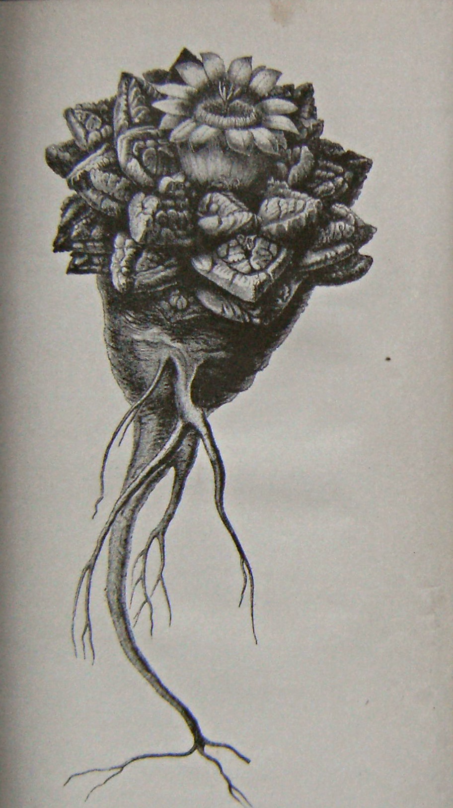 Image for Autobiography and recollections of incidents connected with horticultural affairs, etc., from 1807 up to this day 1892, with portrait and allegorical figures, with an appendix of retrospective incidents omitted or forgotten
