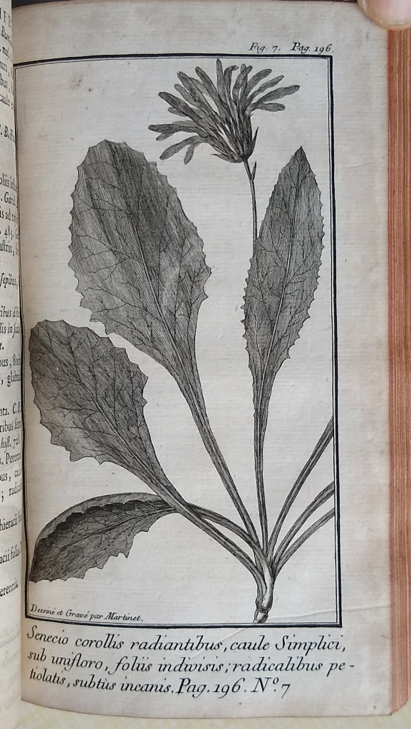 Image for Flora Gallo-Provincialis