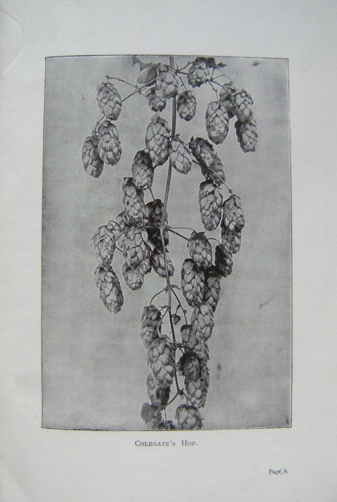 Image for The Hop and Its Constituents: A Monograph on the Hop Plant.