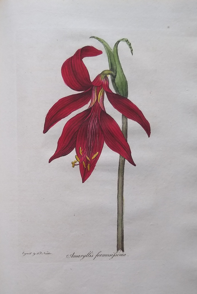 Image for The Botanic Garden; A Poem in Two Parts.  Part I, containing The Economy of Vegetation. Part II - The Loves of the Plants