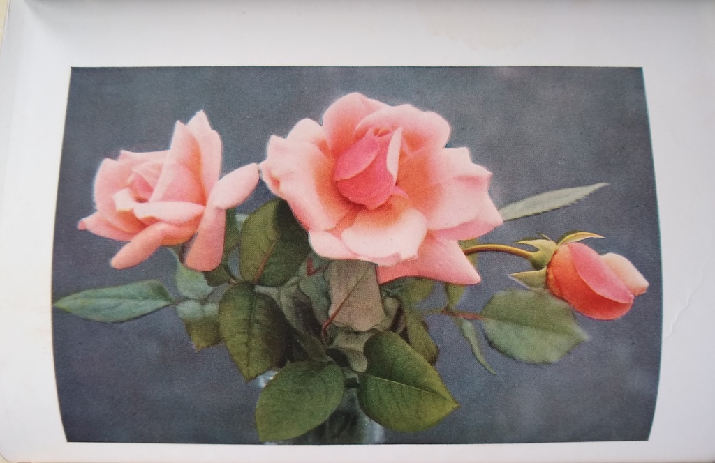 Image for The Practical Book of Outdoor Rose Growing