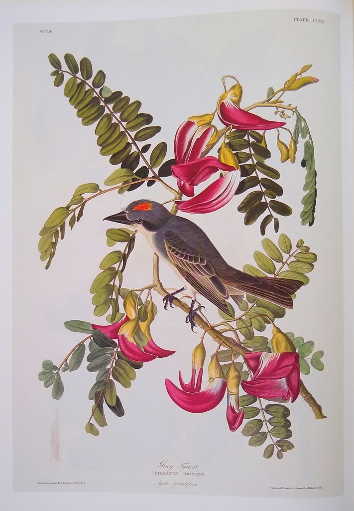 Image for Birds of America: The Complete Collection of 435 Illustrations from the Most Famous Bird Book in the World