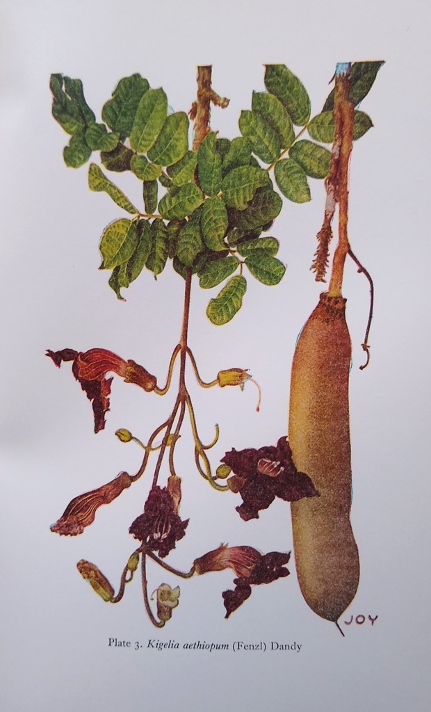 Kenya Trees and Shrubs