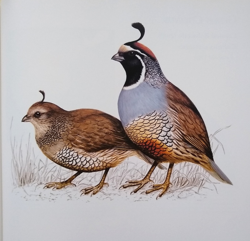 Image for The Atlas of Quails