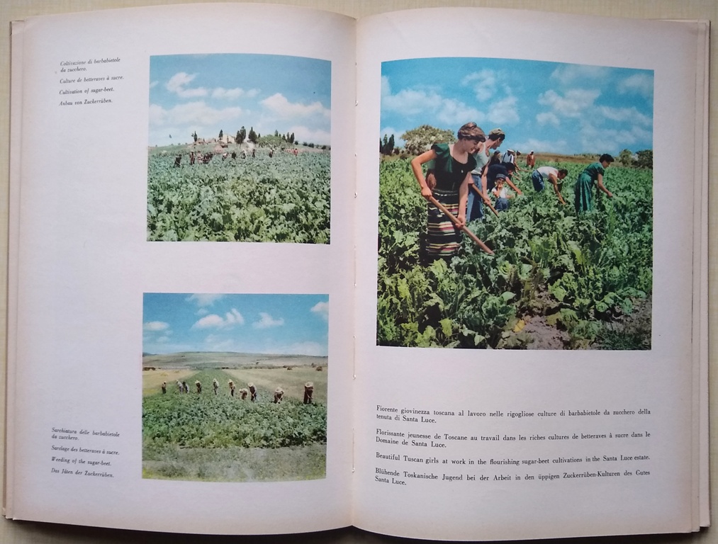Image for Agricultural Concerns of the Monte dei Paschi of Siena