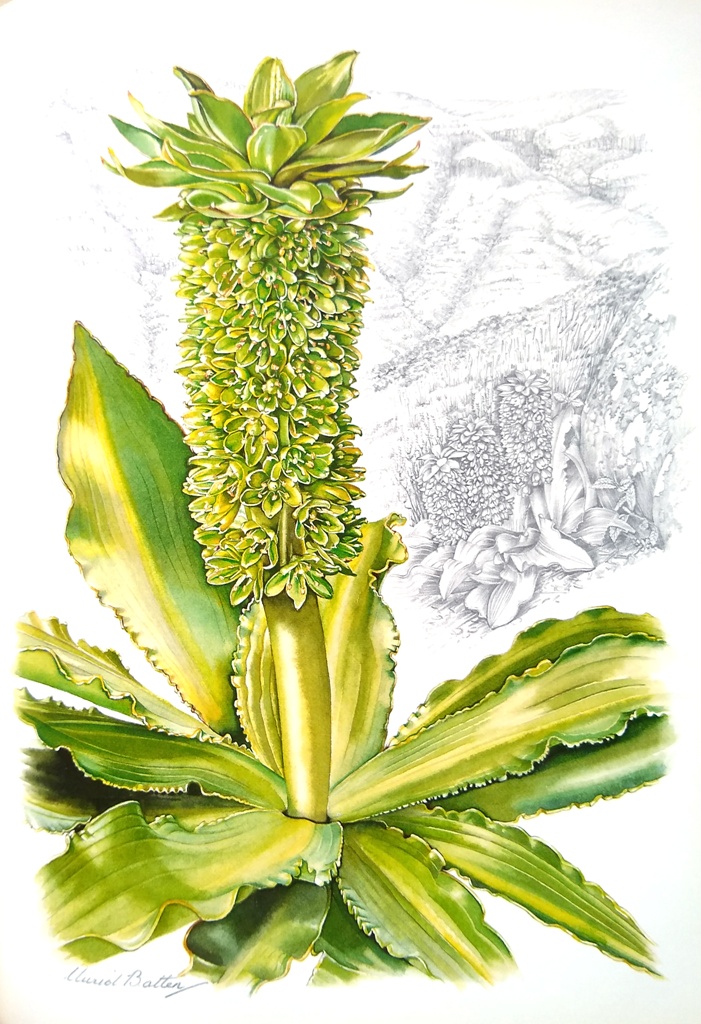Image for Flowers of Southern Africa