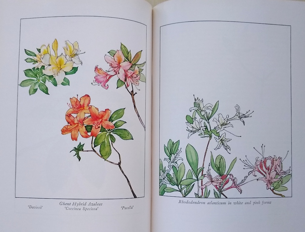 Image for Rhododendrons and Azaleas - their origins, cultivation and development [Dan Mayers' copy]