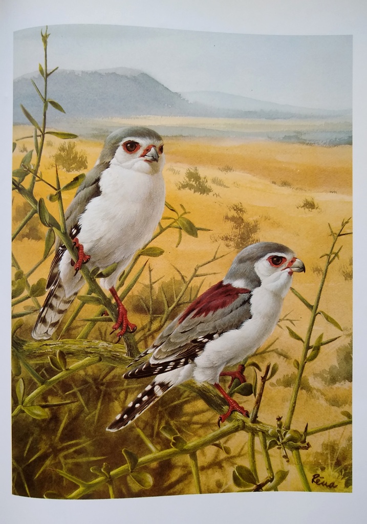 Image for Birds of the African Bush
