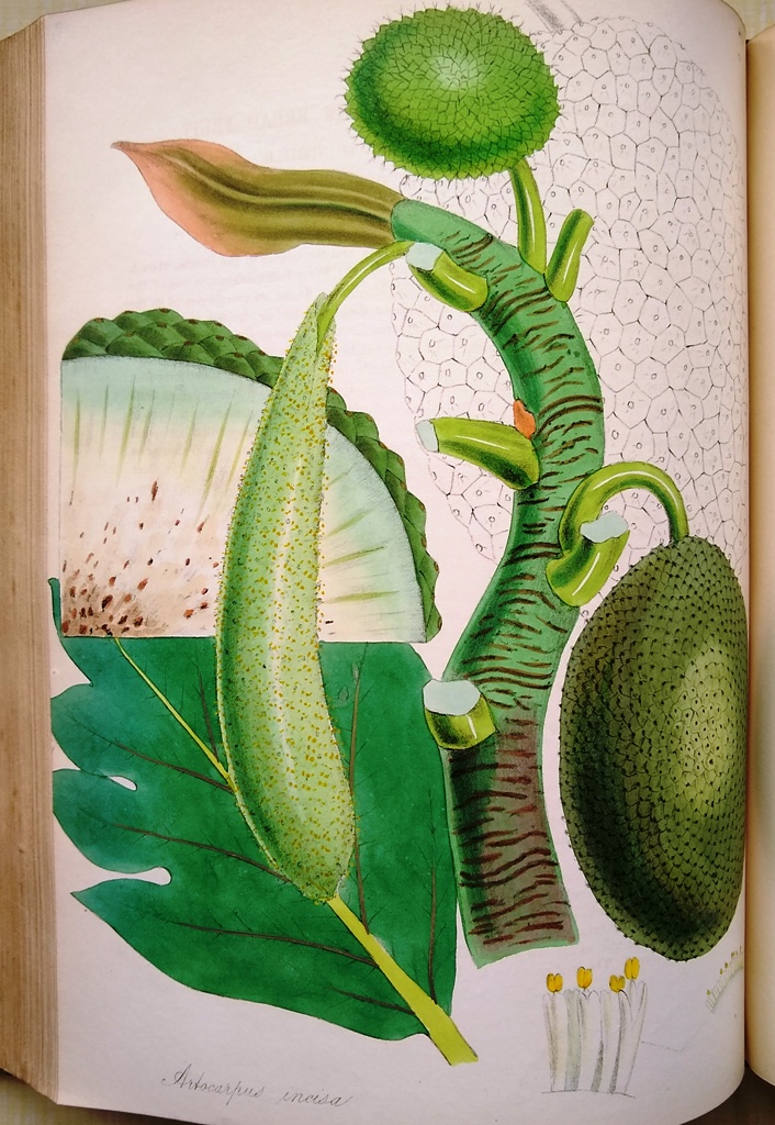 Image for Plantae Utiliores; or Illustrations of Useful Plants, Employed in the Arts and Medicine [Volumes 1, 2 and part of volume 3 ?]