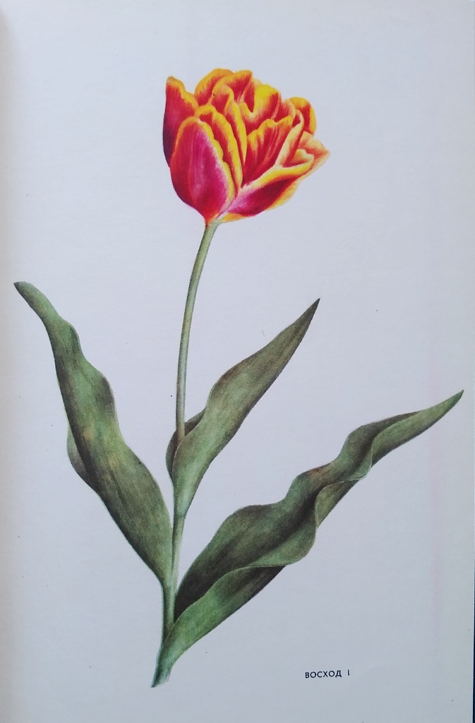 transliteration of tulip), is a genus of flowering plants in the 