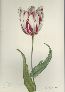 Image for Tulipiana Grafica