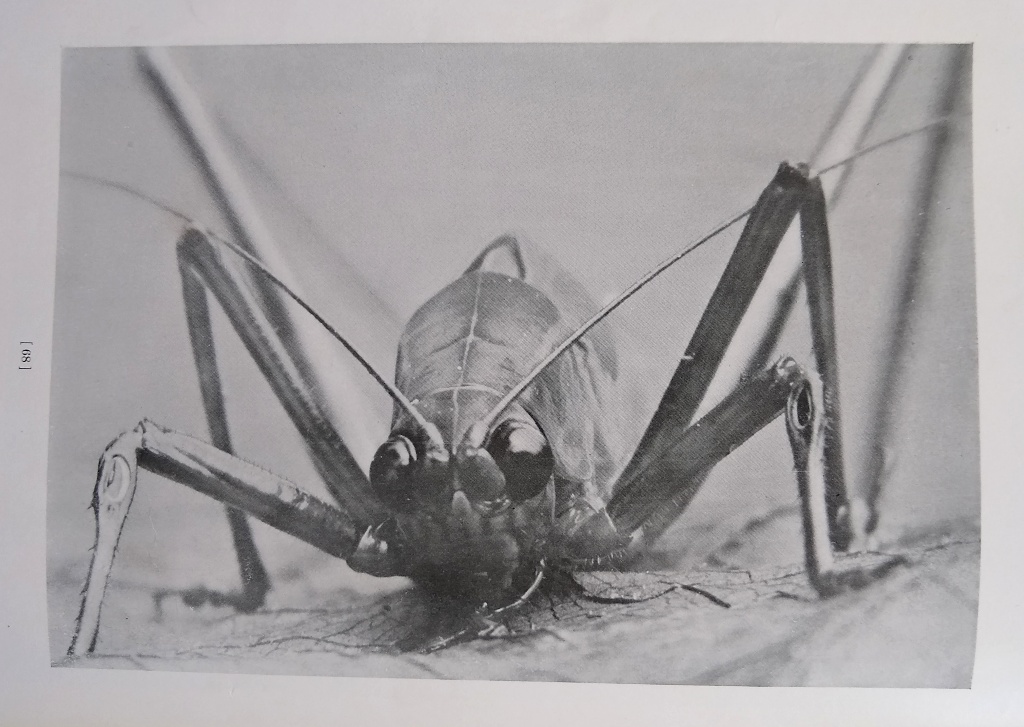 Image for Book of Monsters