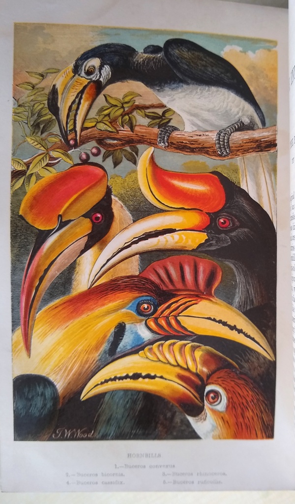 Image for The Intellectual Observer : Review of Natural History, Microscopic Research and Recreative Science - Volumes I, II, III, V, VI, VII, IX, X, XI & XII  [ 1.2.3.5.6.7.9.10.11.12.]