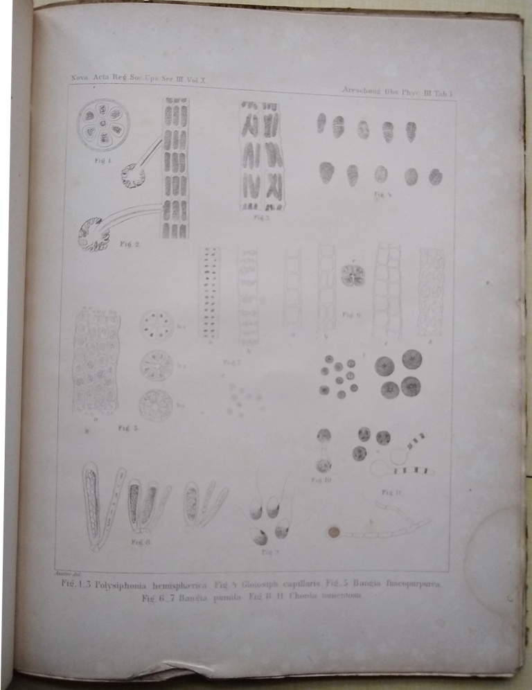 Image for Observationes Phycologicae.  Particula Tertia, Quarta, Quinta - De Algis Nonnullis Scandinavicus et de Conjunctione Phaeo-Zoosporarum Dictyosiphonis Hippuroidis