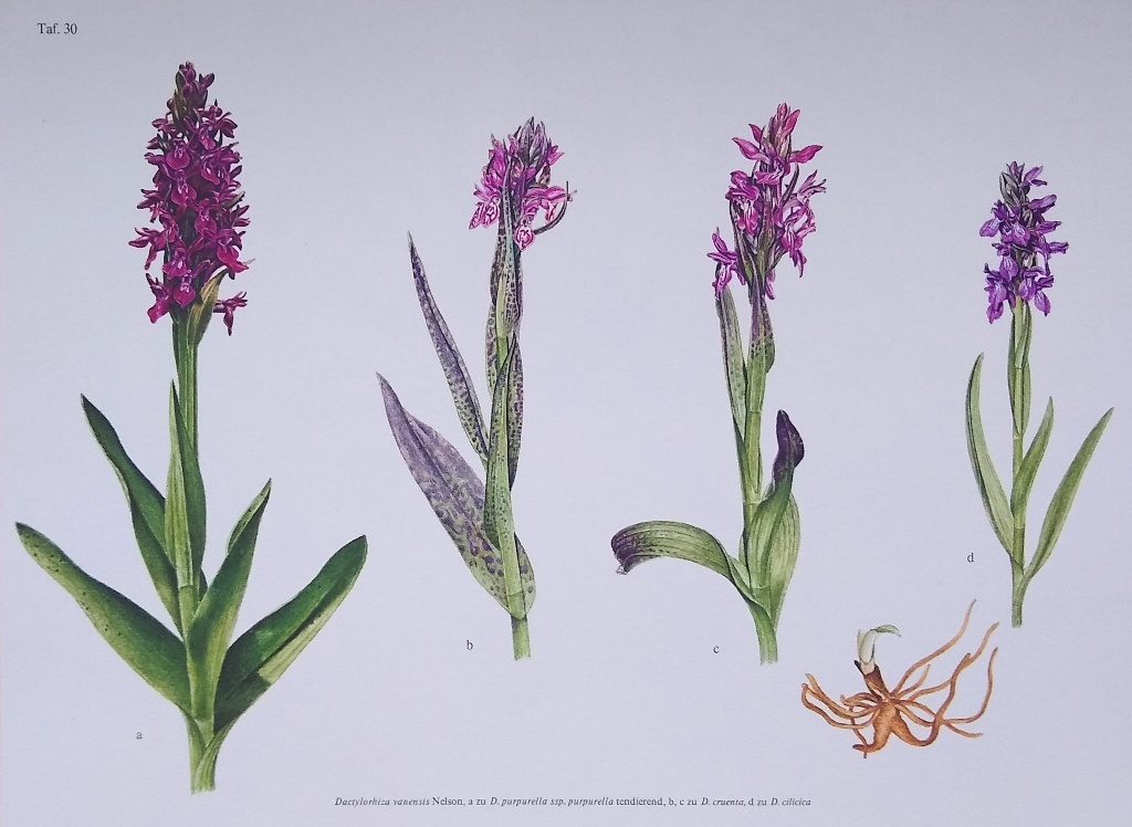 Monographie Und Ikonographie Der Orchidaceen-Gattung Dactylorhiza (two volumes)