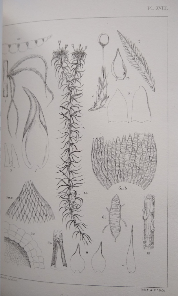 Image for The Sphagnaceae or Peat-Mosses of Europe and North America