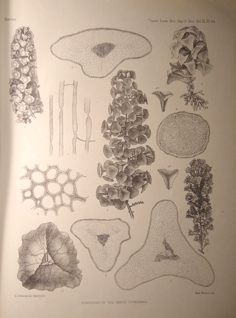 Image for A Systematic and Structural Account of the Genus Turbinaria, Lamx