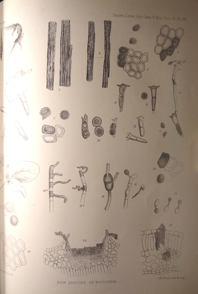 Image for On the Life History of Puccinia Coronata, var Himalayensis, and Puccinia jasmini-chrysopogonis