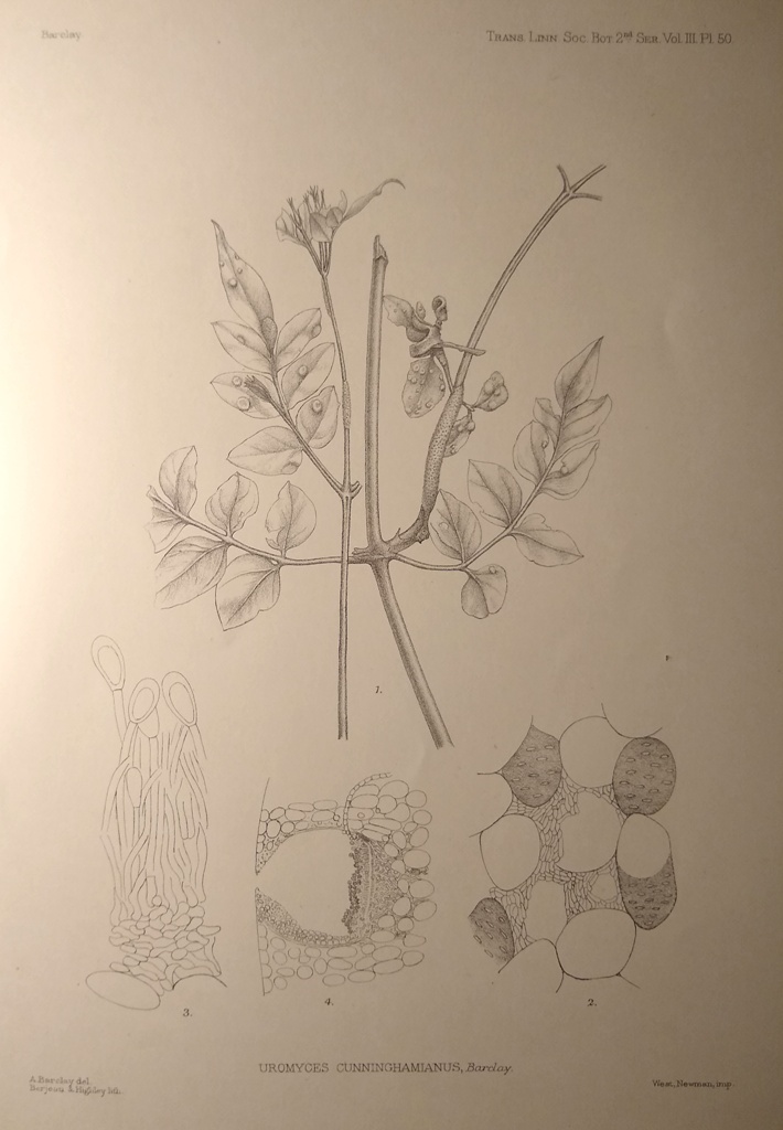 Image for On the Life History of a Remarkable Uredine on Jasminum grandiflorum (Uromyces cunninghamianus nov. sp.]