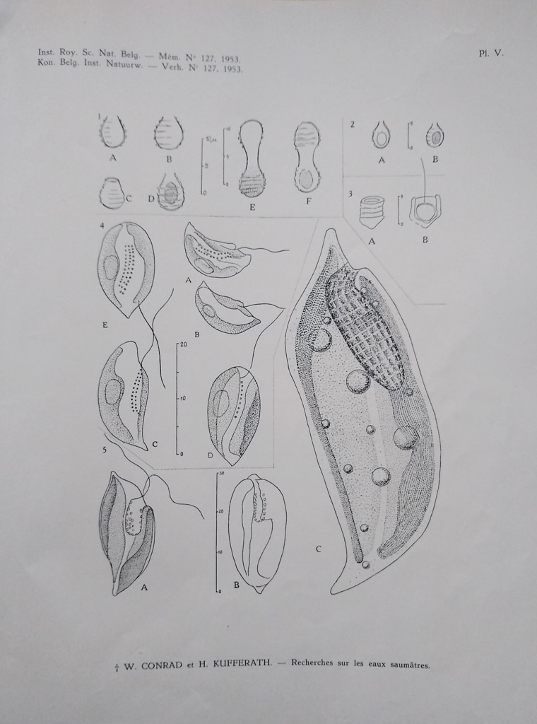 Image for Recherches sur les Eaux Saumatres des Environs de Lilloo.  Part II - Partie Descriptive, Algues et Protistses - Considerations Ecologiques