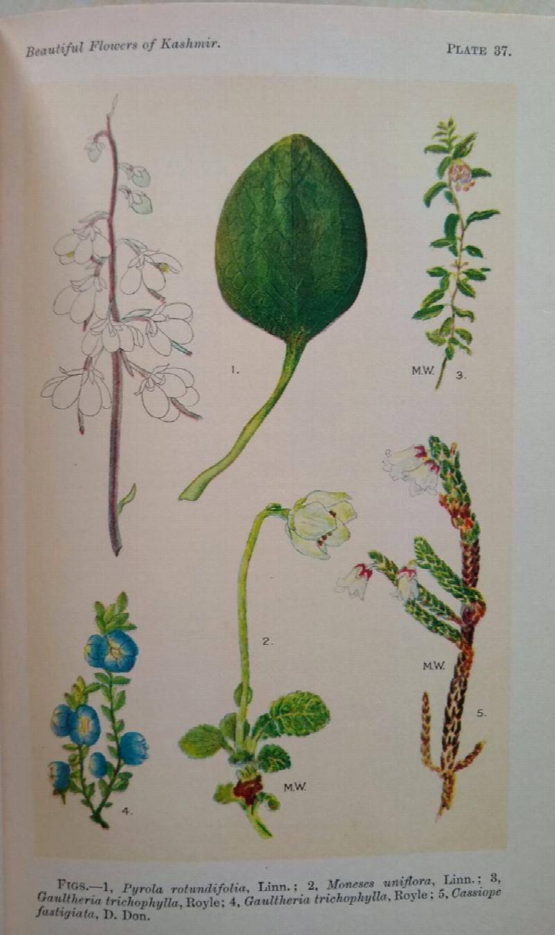 Image for Beautiful Flowers of Kashmir. [Two volumes]