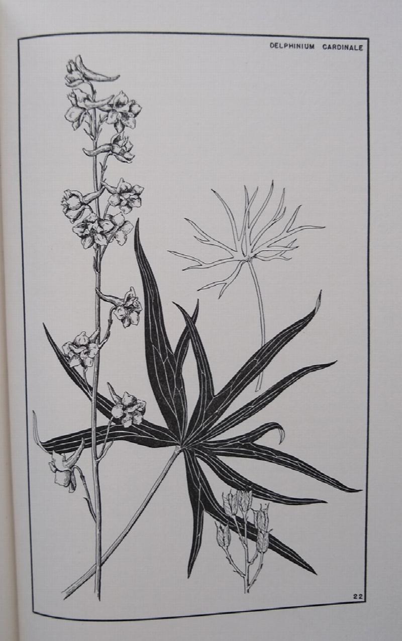 Image for The Garden of Larkspurs